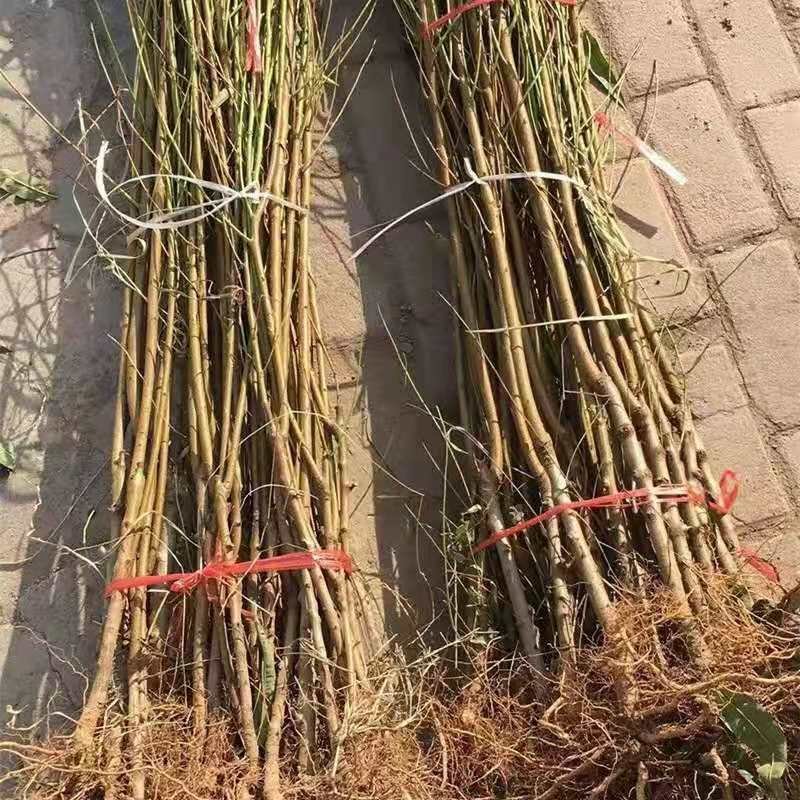 脆甜可口映霜红冬桃苗嫁接苗个头大产量高成活率高