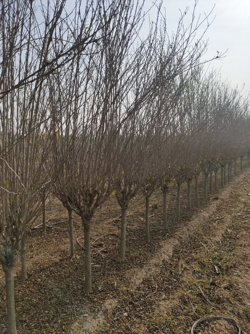 红花木槿树木槿花木槿丛生木槿规格齐全