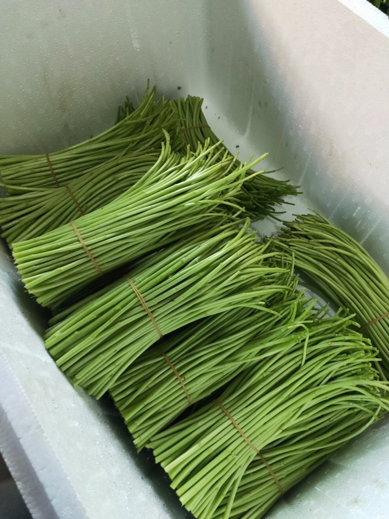 芦蒿精品芦蒿