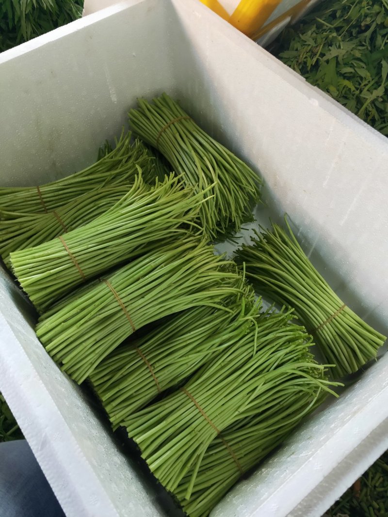 芦蒿精品芦蒿