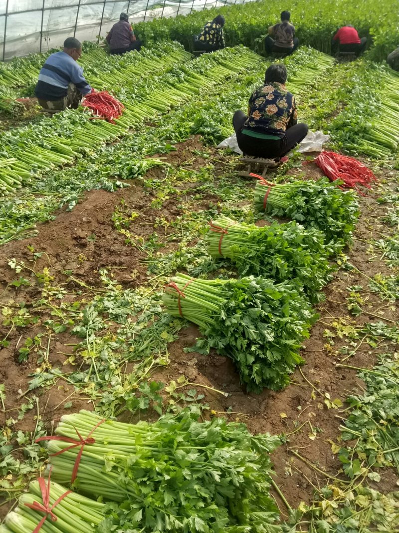 美国西芹细棵高度65公分叶绿杆黄精品芹菜