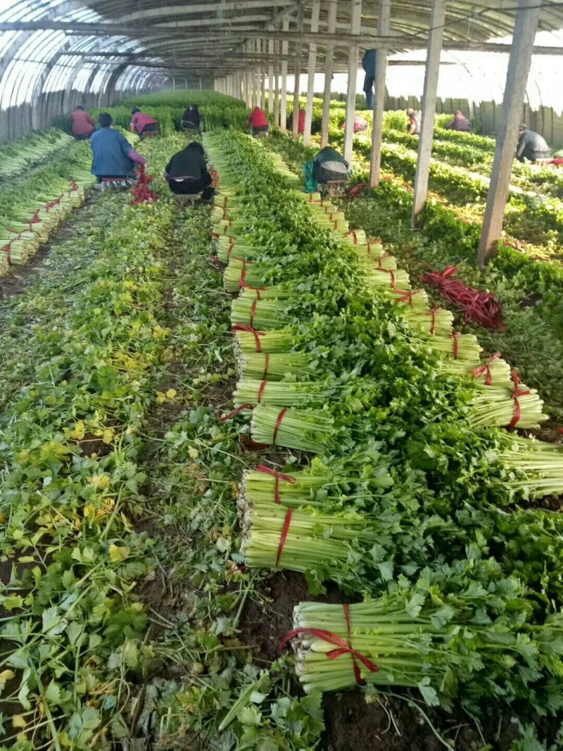 美国西芹细棵高度65公分叶绿杆黄精品芹菜