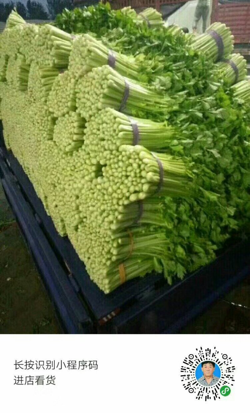 美国西芹细棵高度65公分叶绿杆黄精品芹菜
