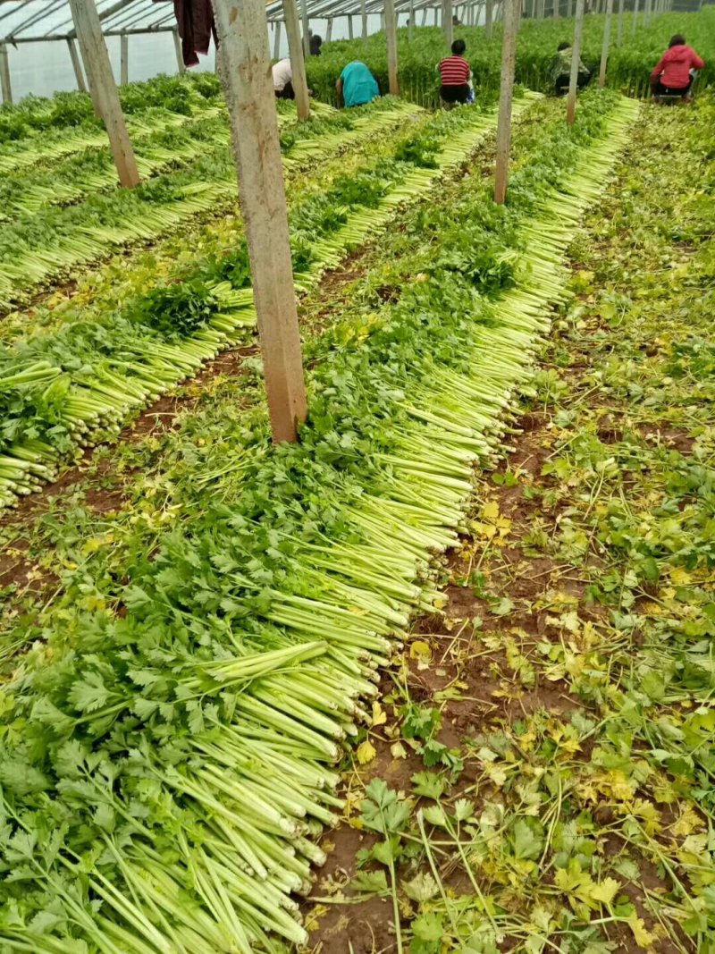 美国西芹细棵高度65公分叶绿杆黄精品芹菜