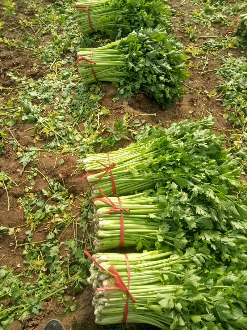 美国西芹细棵高度65公分叶绿杆黄精品芹菜