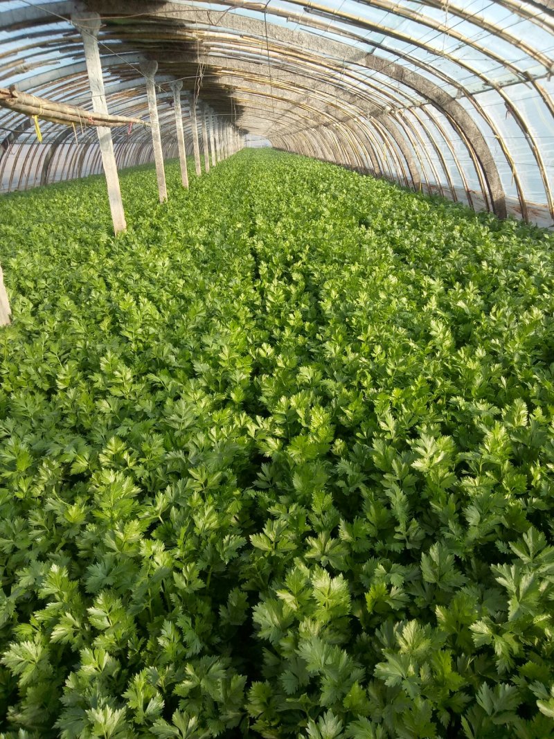 美国西芹细棵高度65公分叶绿杆黄精品芹菜