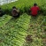 美国西芹细棵高度65公分叶绿杆黄精品芹菜