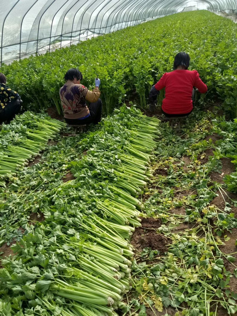 美国西芹细棵高度65公分叶绿杆黄精品芹菜