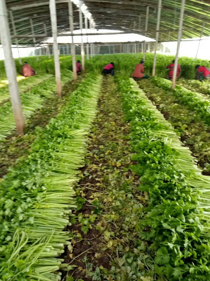 美国西芹细棵高度65公分叶绿杆黄精品芹菜