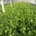 美国西芹细棵高度65公分叶绿杆黄精品芹菜