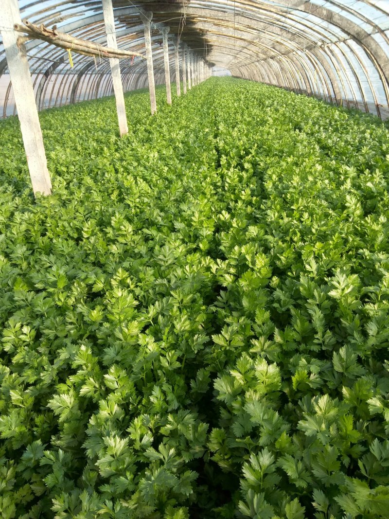 美国西芹细棵高度65公分叶绿杆黄精品芹菜