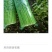 美国西芹细棵高度65公分叶绿杆黄精品芹菜