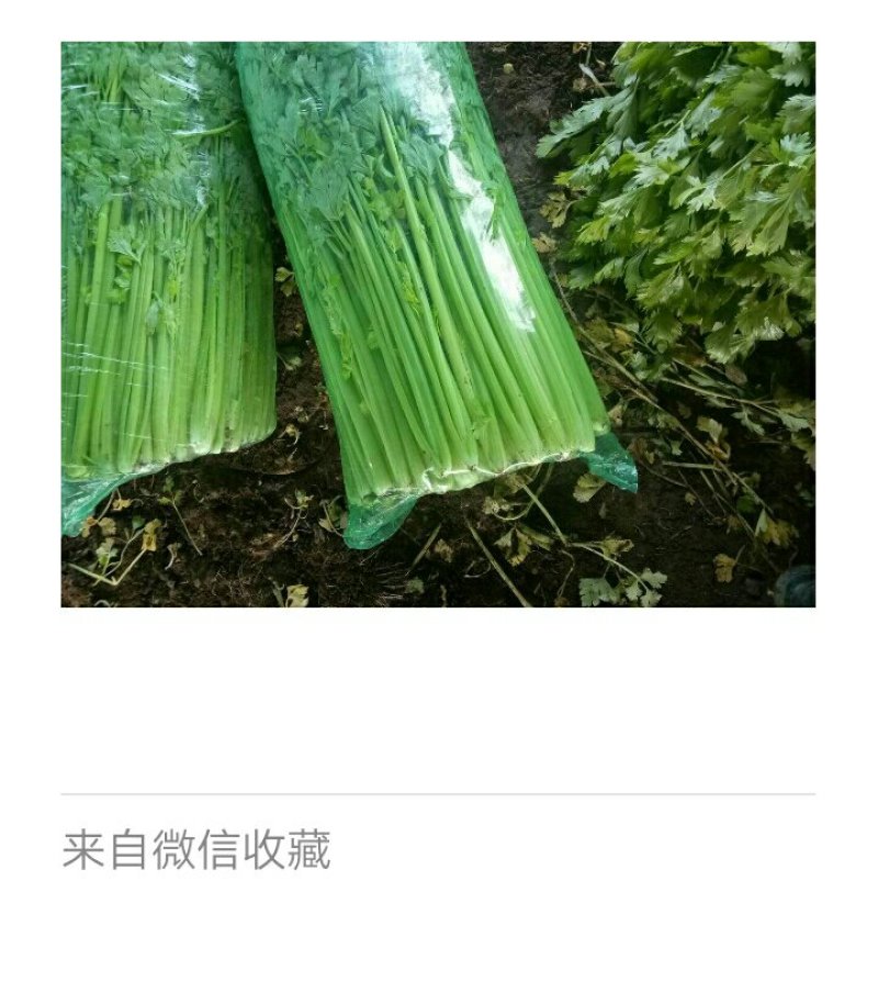 美国西芹细棵高度65公分叶绿杆黄精品芹菜