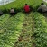 美国西芹细棵高度65公分叶绿杆黄精品芹菜