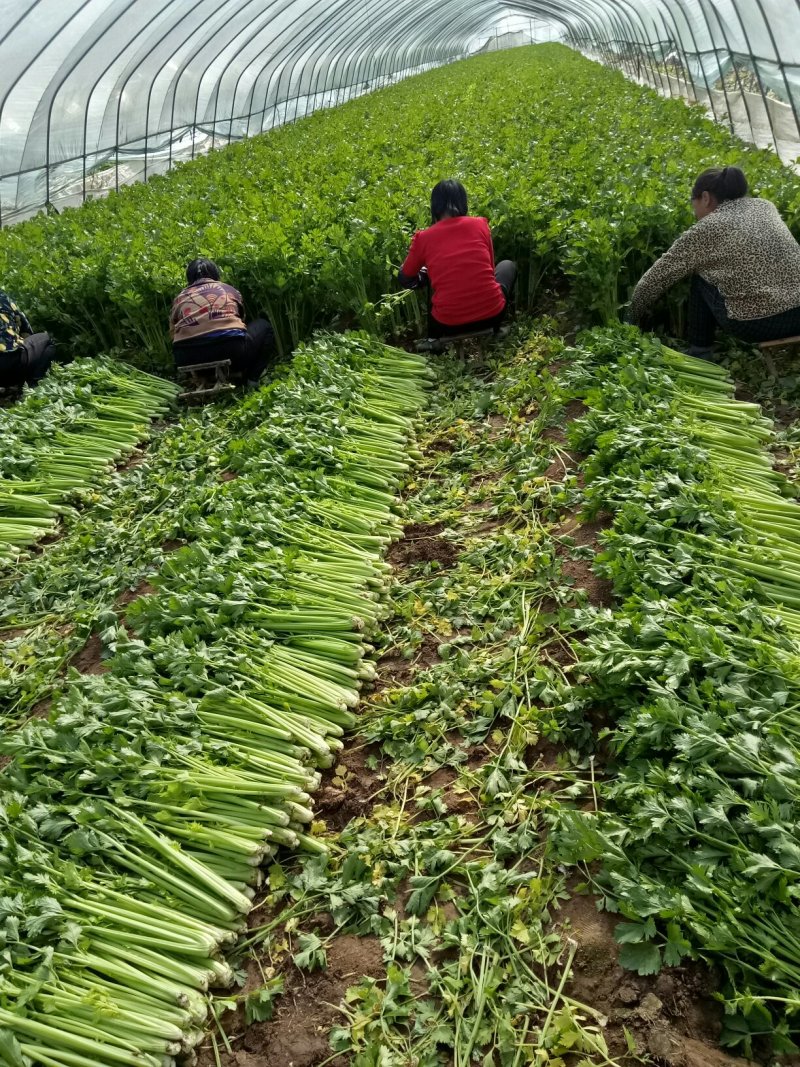 美国西芹细棵高度65公分叶绿杆黄精品芹菜
