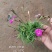 欧石竹一年四季开花花期300天以上地被草花