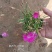 欧石竹一年四季开花花期300天以上地被草花