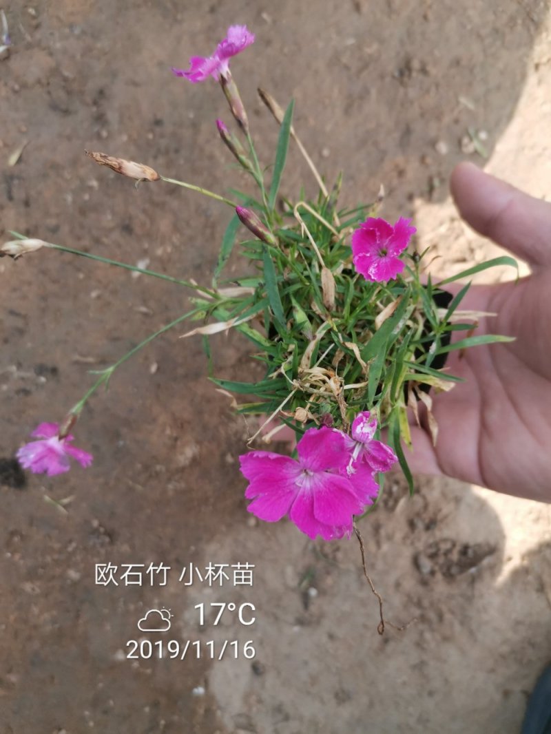 欧石竹一年四季开花花期300天以上地被草花