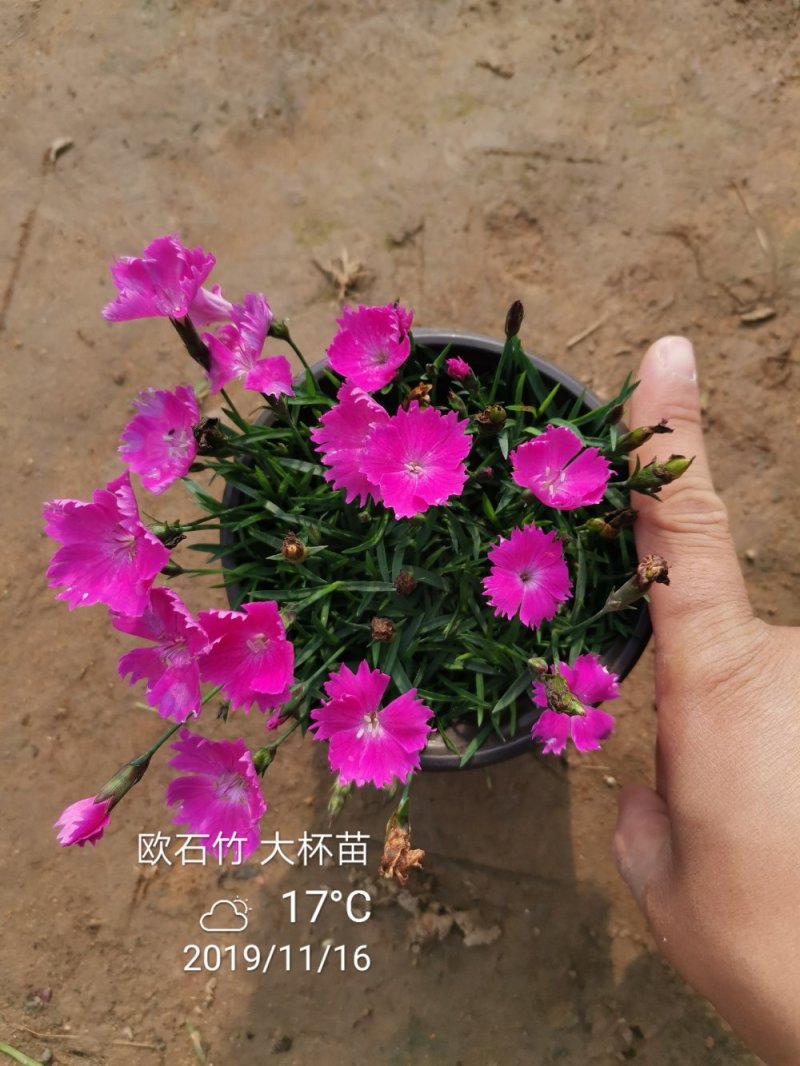 欧石竹一年四季开花花期300天以上地被草花
