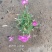 欧石竹一年四季开花花期300天以上地被草花