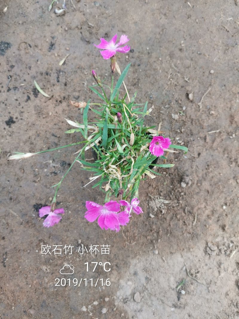 欧石竹一年四季开花花期300天以上地被草花