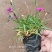欧石竹一年四季开花花期300天以上地被草花