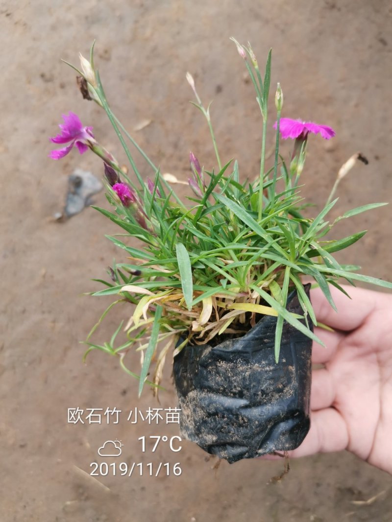 欧石竹一年四季开花花期300天以上地被草花