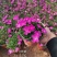 欧石竹一年四季开花花期300天以上地被草花