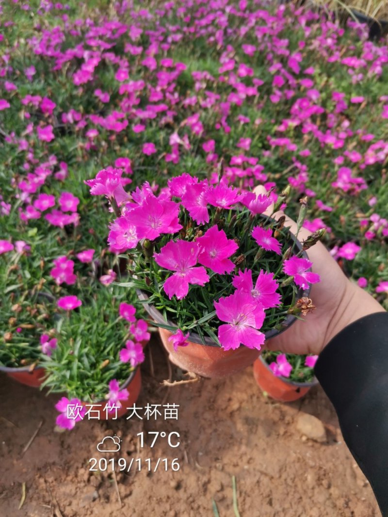 欧石竹一年四季开花花期300天以上地被草花