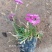 欧石竹一年四季开花花期300天以上地被草花