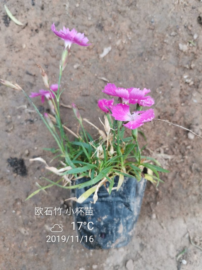 欧石竹一年四季开花花期300天以上地被草花