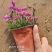 欧石竹一年四季开花花期300天以上地被草花