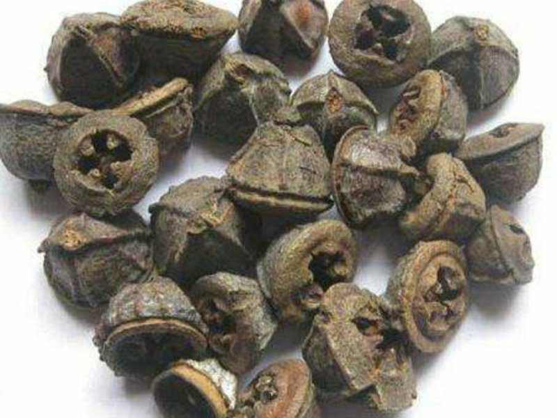 中药一口钟货好量大别称云南白树球，扣子七，胜利果。