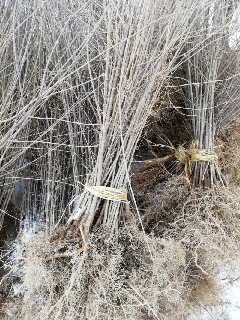 暴马丁香苗，丁香苗，暴马丁香，暴马子，丁香，