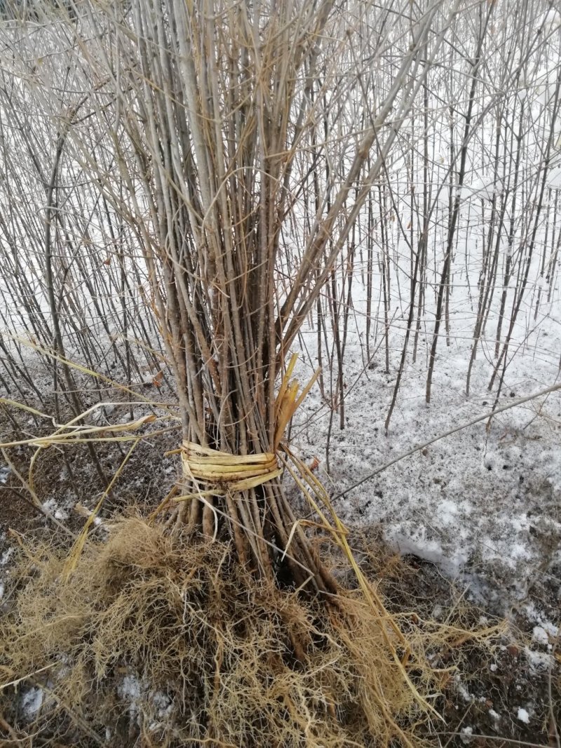 暴马丁香苗，丁香苗，暴马丁香，暴马子，丁香，