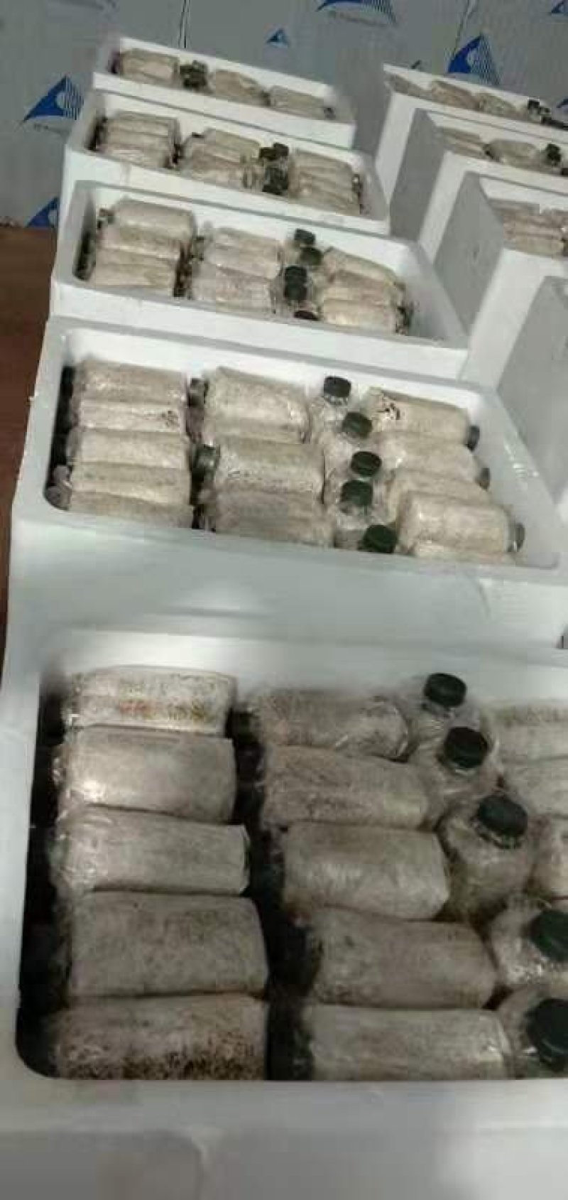 蘑菇种子，菌种，食用菌菌种，竹荪原种，二级种