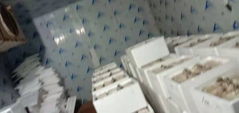 蘑菇种子，菌种，食用菌菌种，竹荪原种，二级种