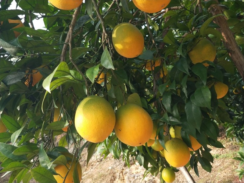 橙子