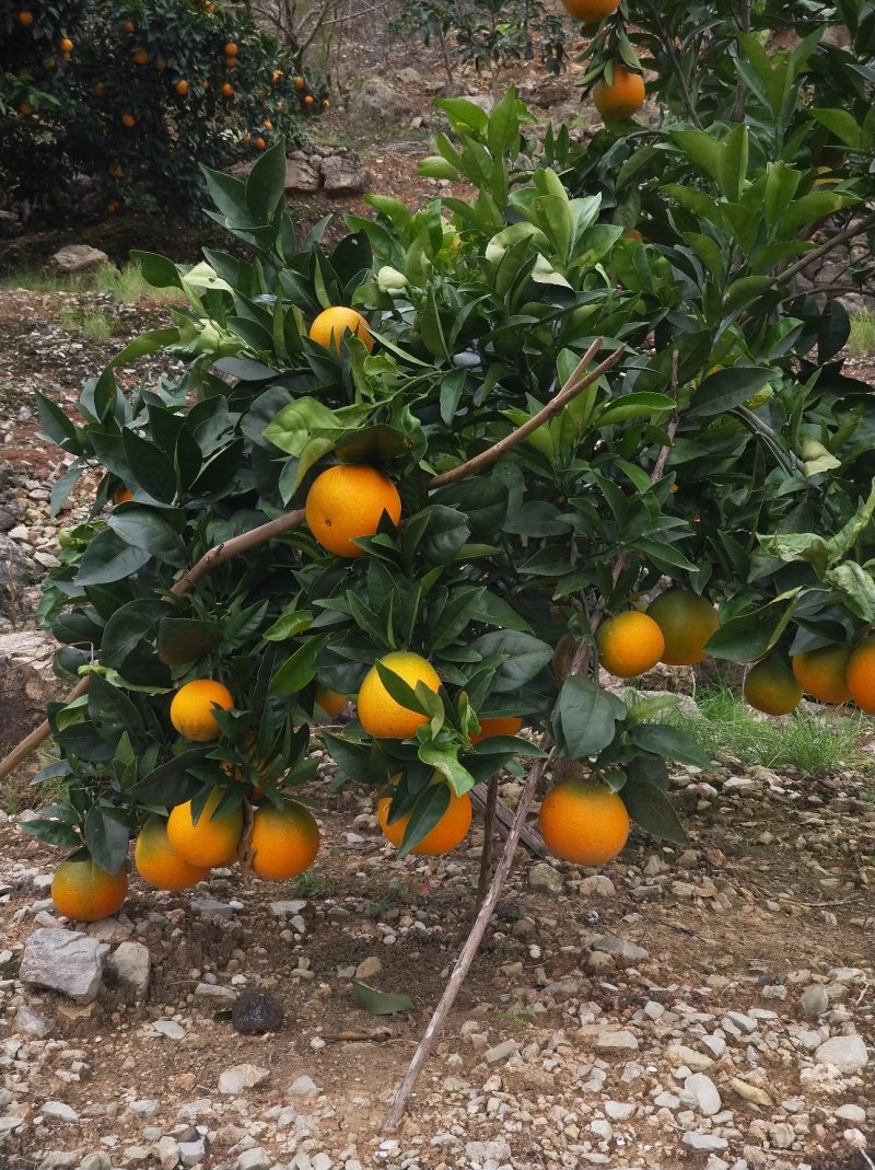 橙子