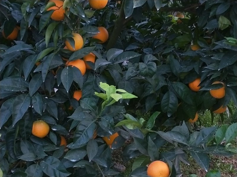 橙子