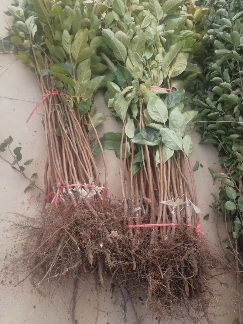 柿子苗树苗产地直发质量好，欢迎下单视频看货
