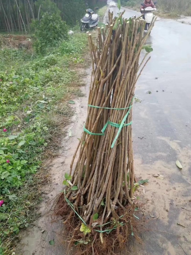 柿子苗树苗产地直发质量好，欢迎下单视频看货