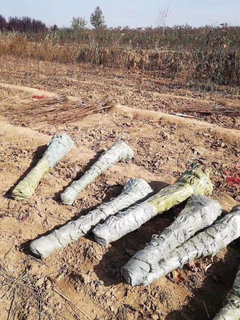 柿子苗树苗产地直发质量好，欢迎下单视频看货