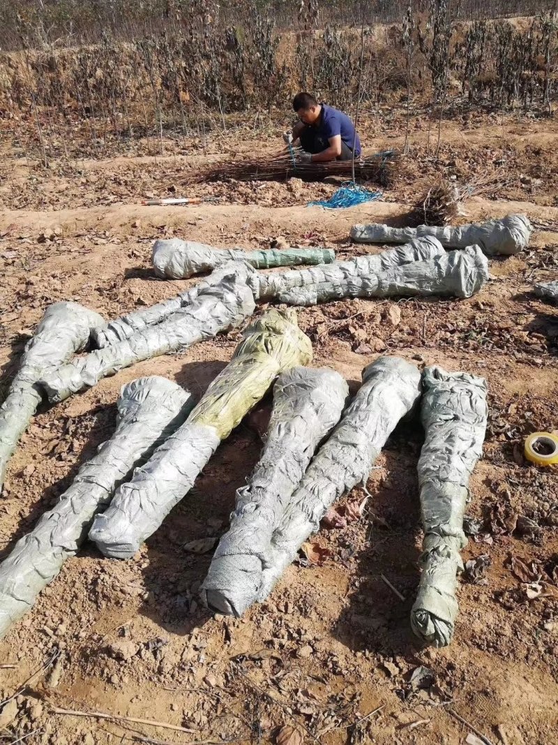 柿子苗树苗产地直发质量好，欢迎下单视频看货