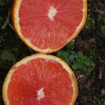 橙子