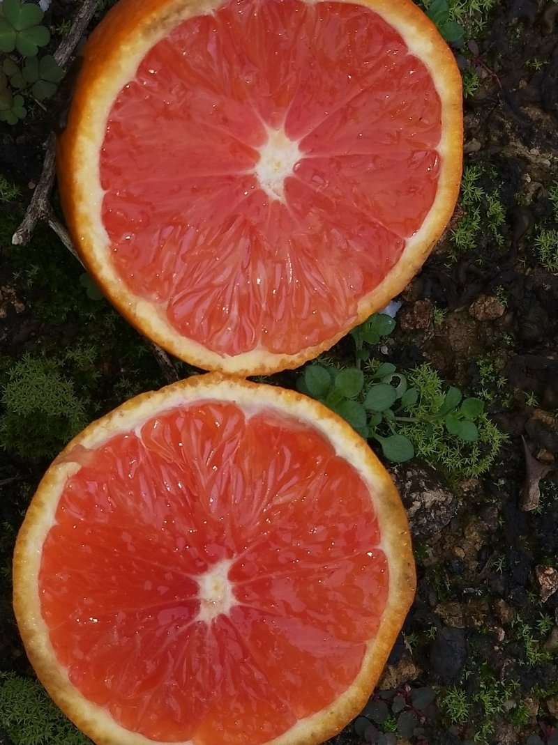 橙子