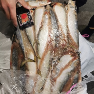 3两台鲅鱼
