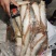 3两台鲅鱼