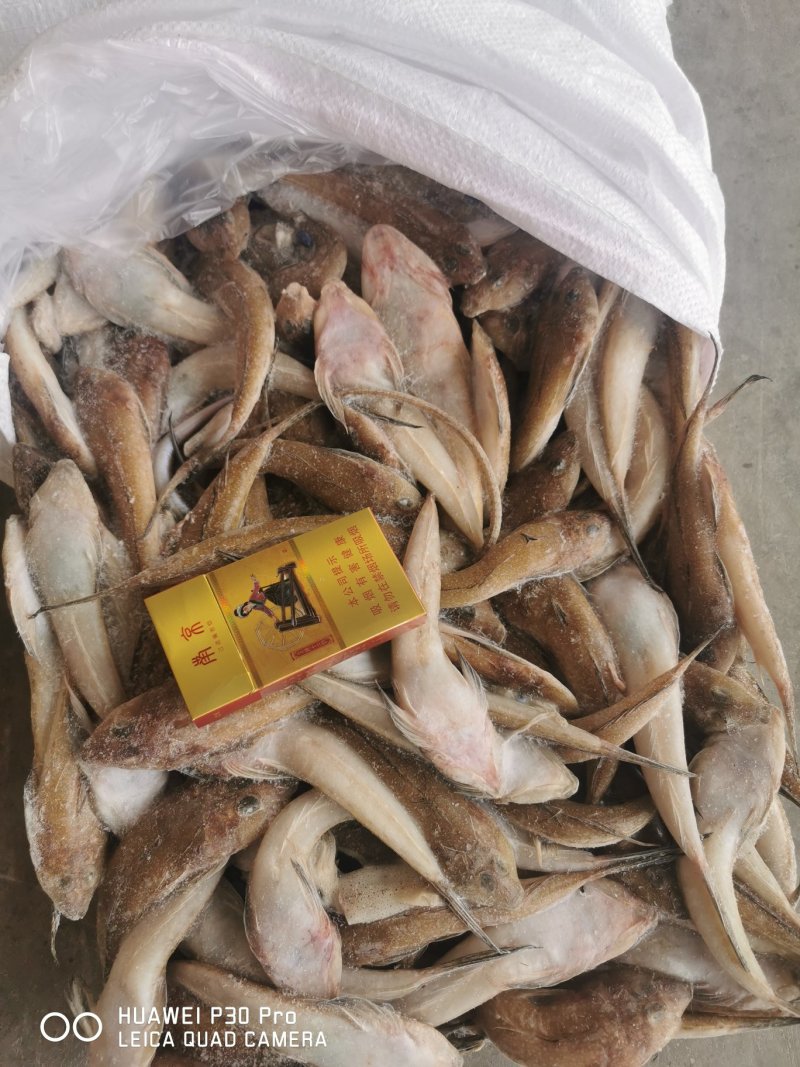 3两台鲅鱼