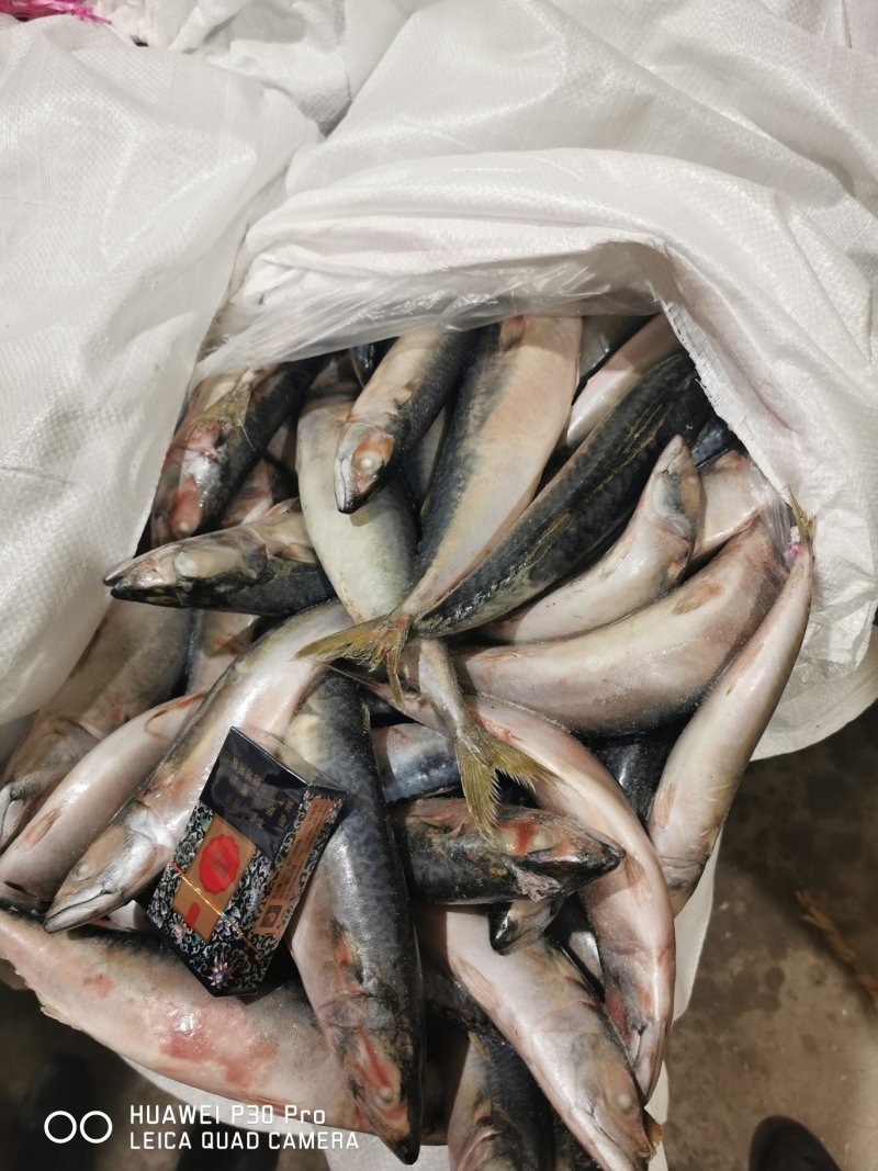 3两台鲅鱼